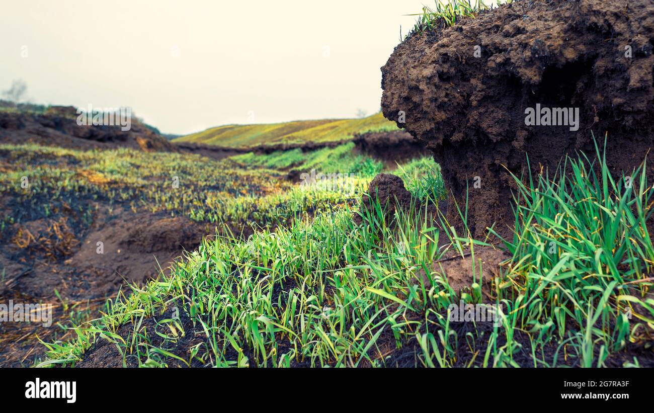 Relief of the burnt-out field. Fresh green grass, soil and roots Stock Photo