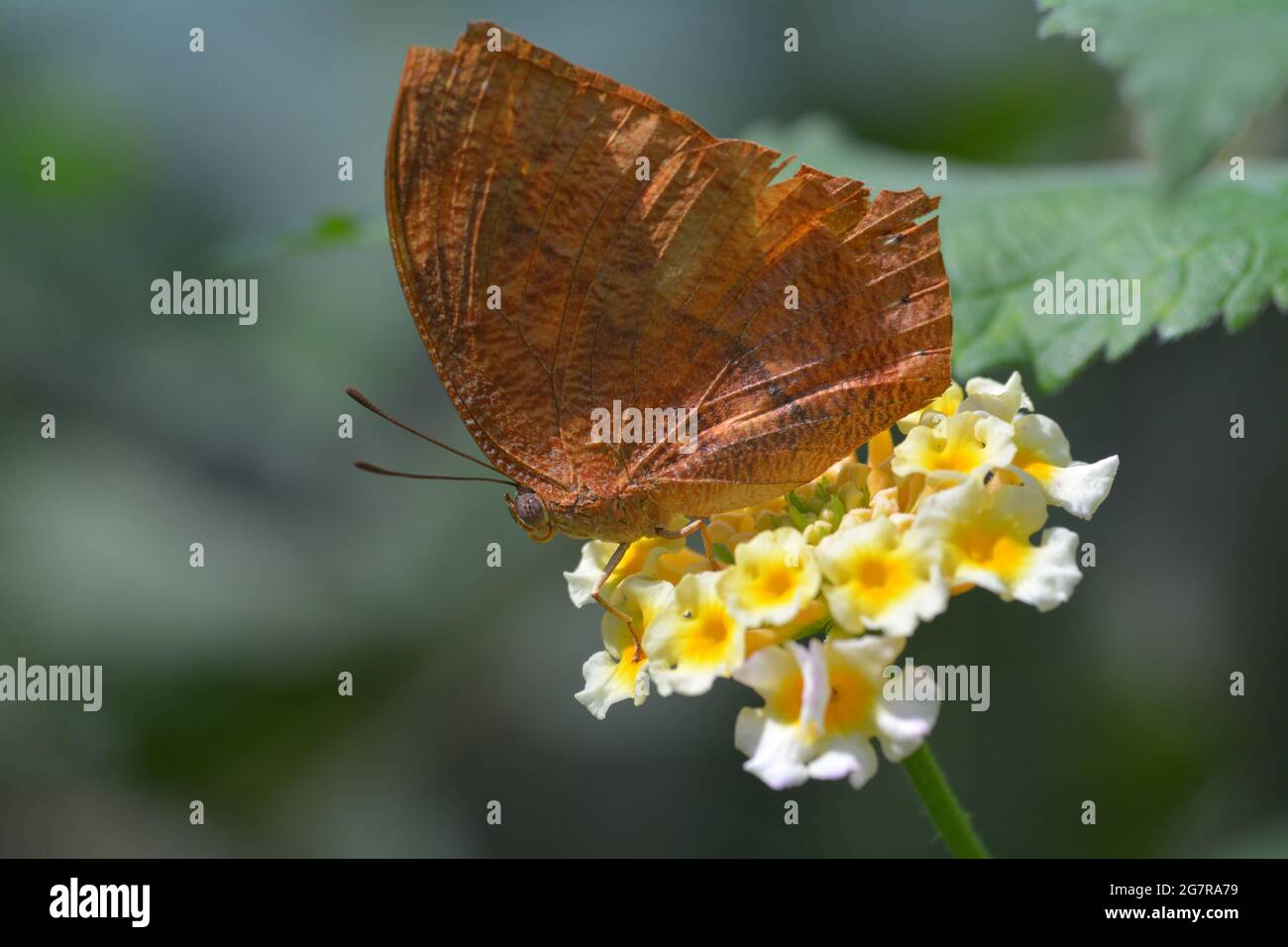 Close up or macro image of a butterfly resting on a green leaf, species ...