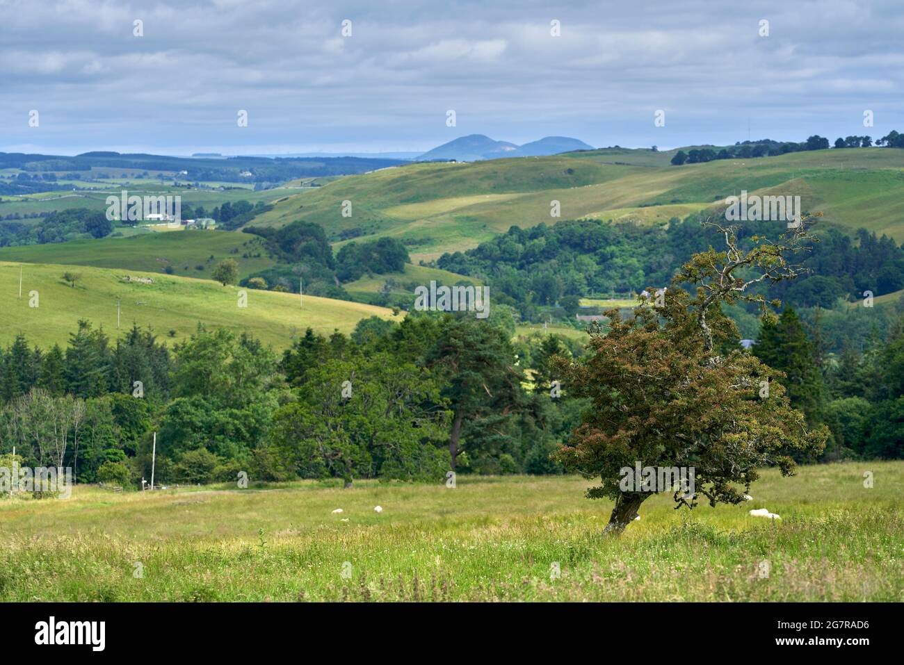 View of The Eildon Hills across mixed use farmland from south of Hawick in the Scottish Borders. Stock Photo