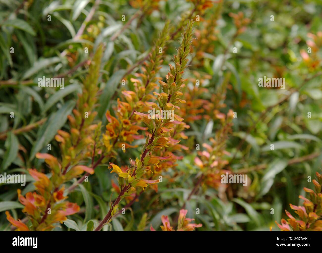 Flora of Gran Canaria - orange and red flowers of Isoplexis canariensis, plant endemic to Canary Islands, natural macro floral background Stock Photo
