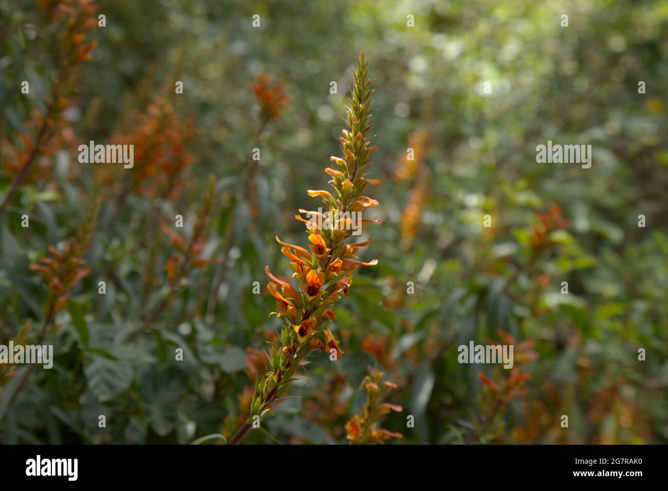 Flora of Gran Canaria - orange and red flowers of Isoplexis canariensis, plant endemic to Canary Islands, natural macro floral background Stock Photo