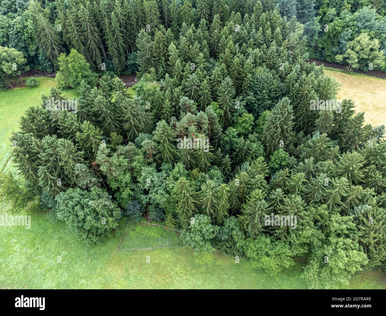 Aerial view of a forest in summer Stock Photo - Alamy