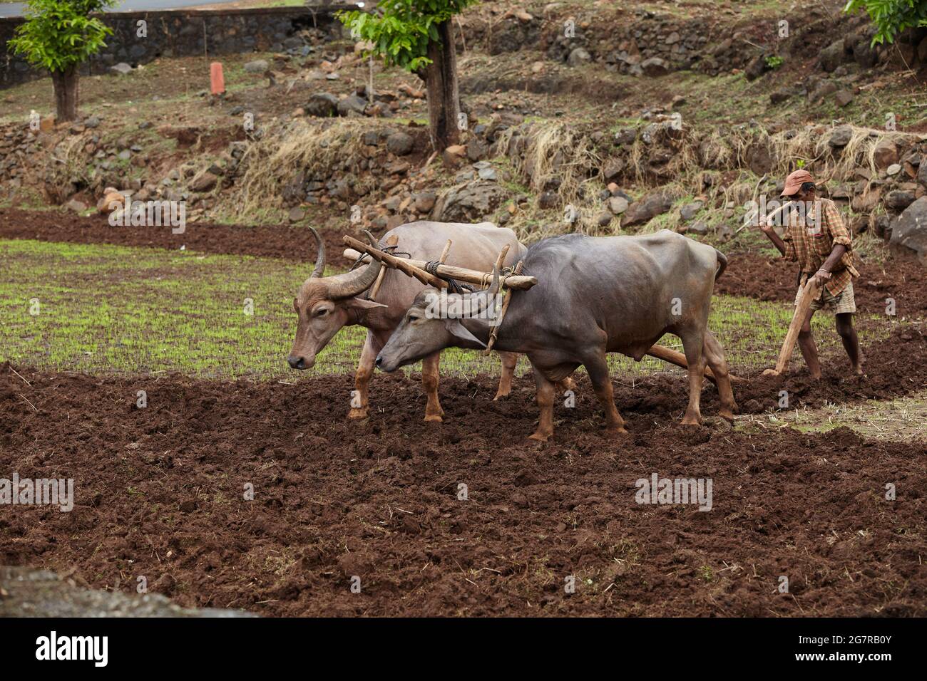 Farmer bullocks ploughing fields, Maharashtra, India, Asia Stock Photo