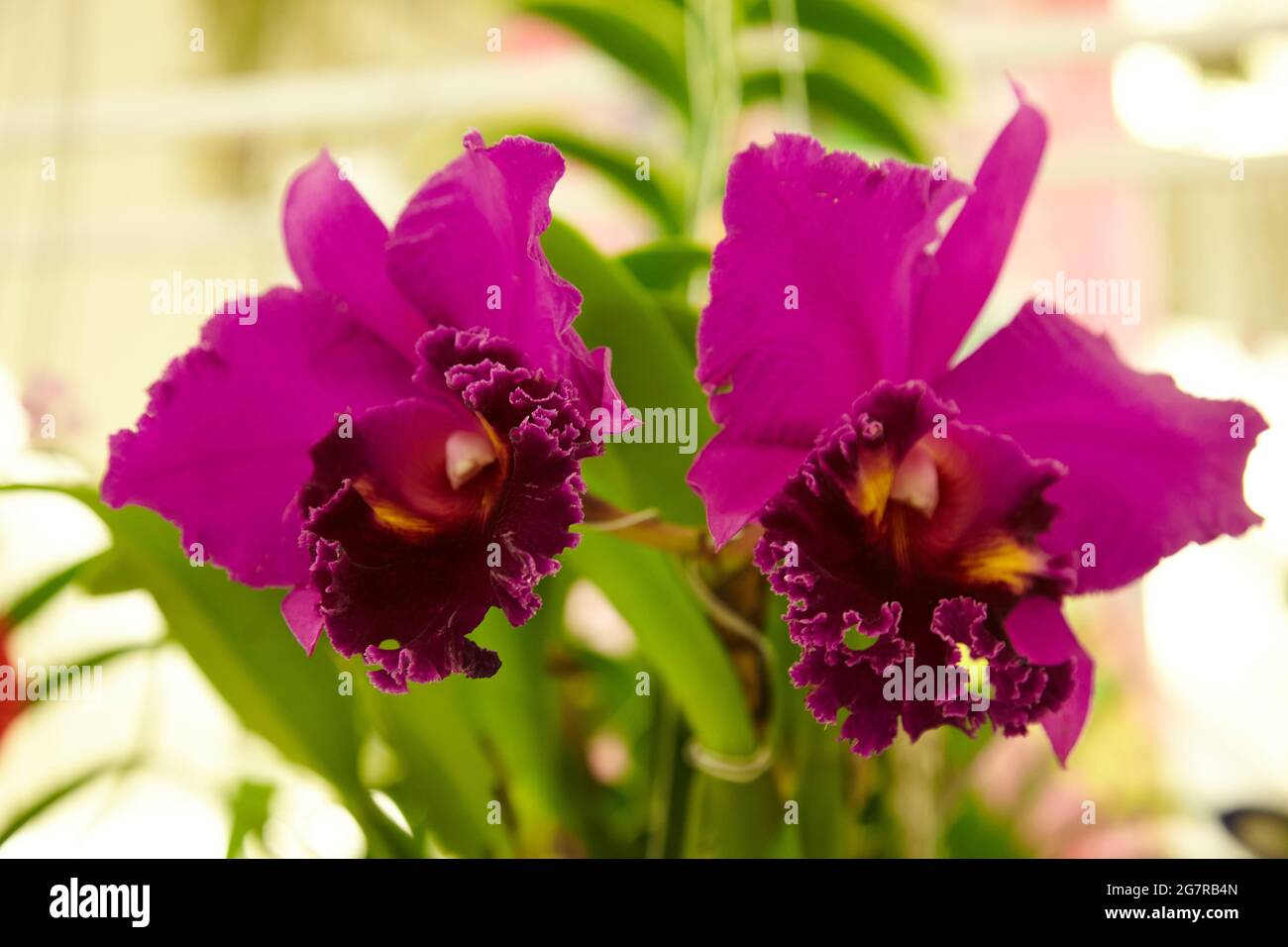 Oncidium orchids, dancing lady orchids, Orchid flowers, Siam Paragon, Shopping Mall, Pathum Wan, Bangkok, Thailand, Asia Stock Photo