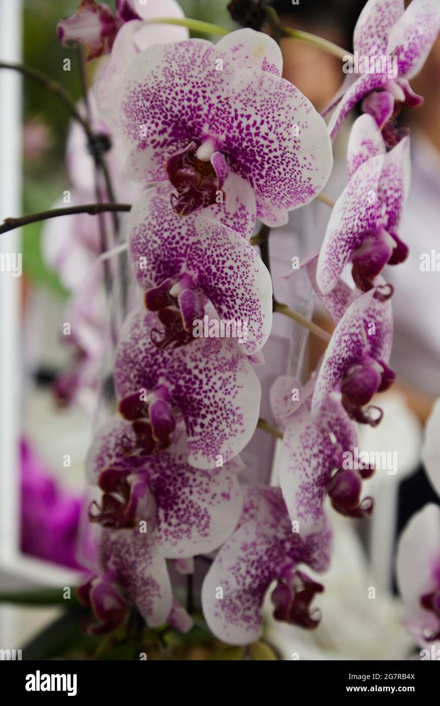 Odontoglossum orchids, Orchid flowers, Siam Paragon, Shopping Mall, Pathum Wan, Bangkok, Thailand, Asia Stock Photo