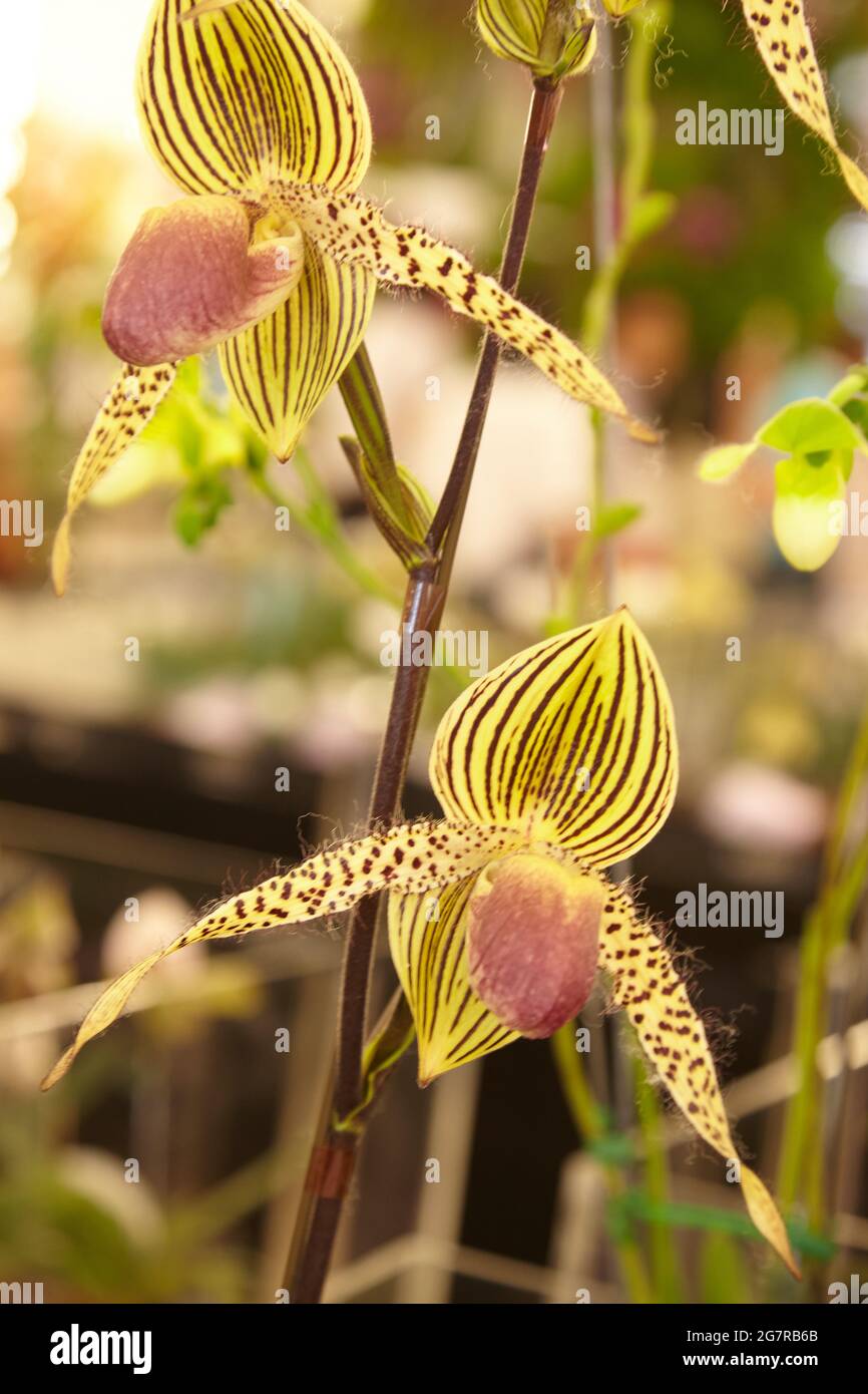 Brassia orchids, Orchid flowers, Siam Paragon, Shopping Mall, Pathum Wan, Bangkok, Thailand, Asia Stock Photo