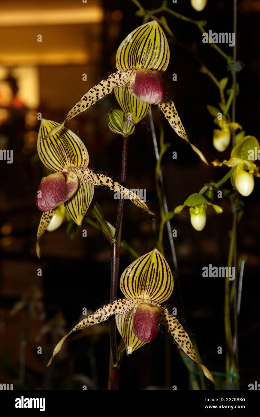Brassia orchids, Orchid flowers, Siam Paragon, Shopping Mall, Pathum Wan, Bangkok, Thailand, Asia Stock Photo