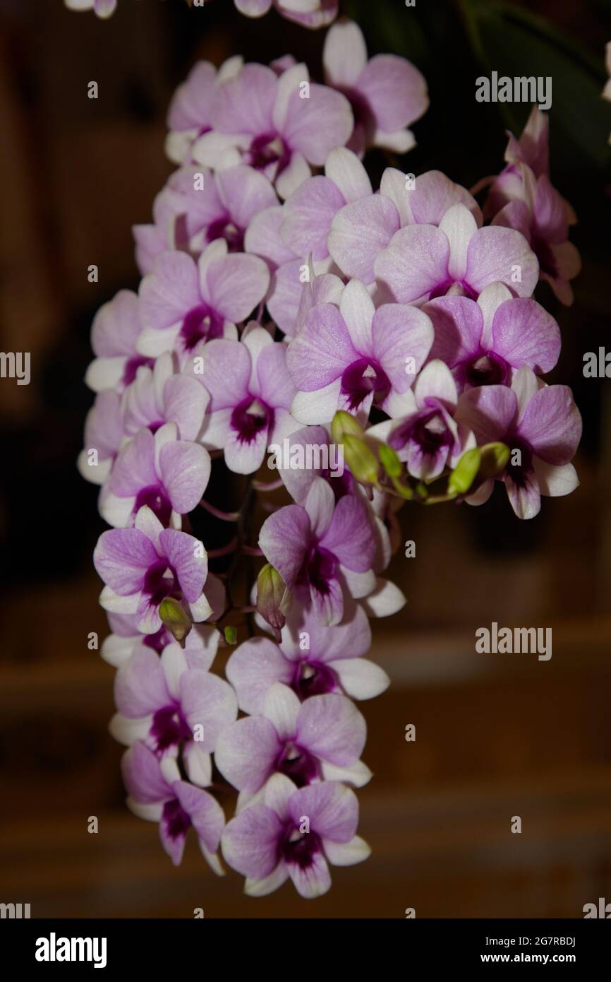 Dendrobium orchids, Orchid flowers, Siam Paragon, Shopping Mall, Pathum Wan, Bangkok, Thailand, Asia Stock Photo