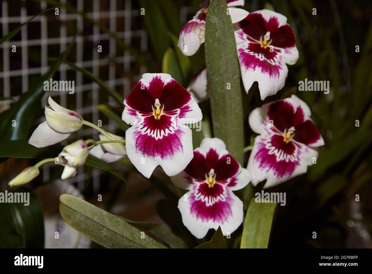 Miltonia orchids, pansy orchids, Orchid flowers, Siam Paragon, Shopping Mall, Pathum Wan, Bangkok, Thailand, Asia Stock Photo