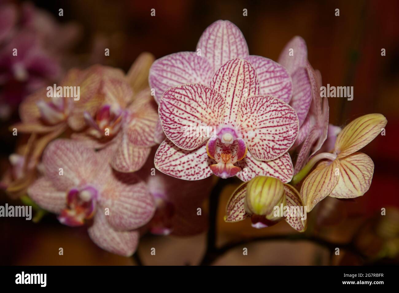 Vanda Orchids, Orchid flowers, Siam Paragon, Shopping Mall, Pathum Wan, Bangkok, Thailand, Asia Stock Photo