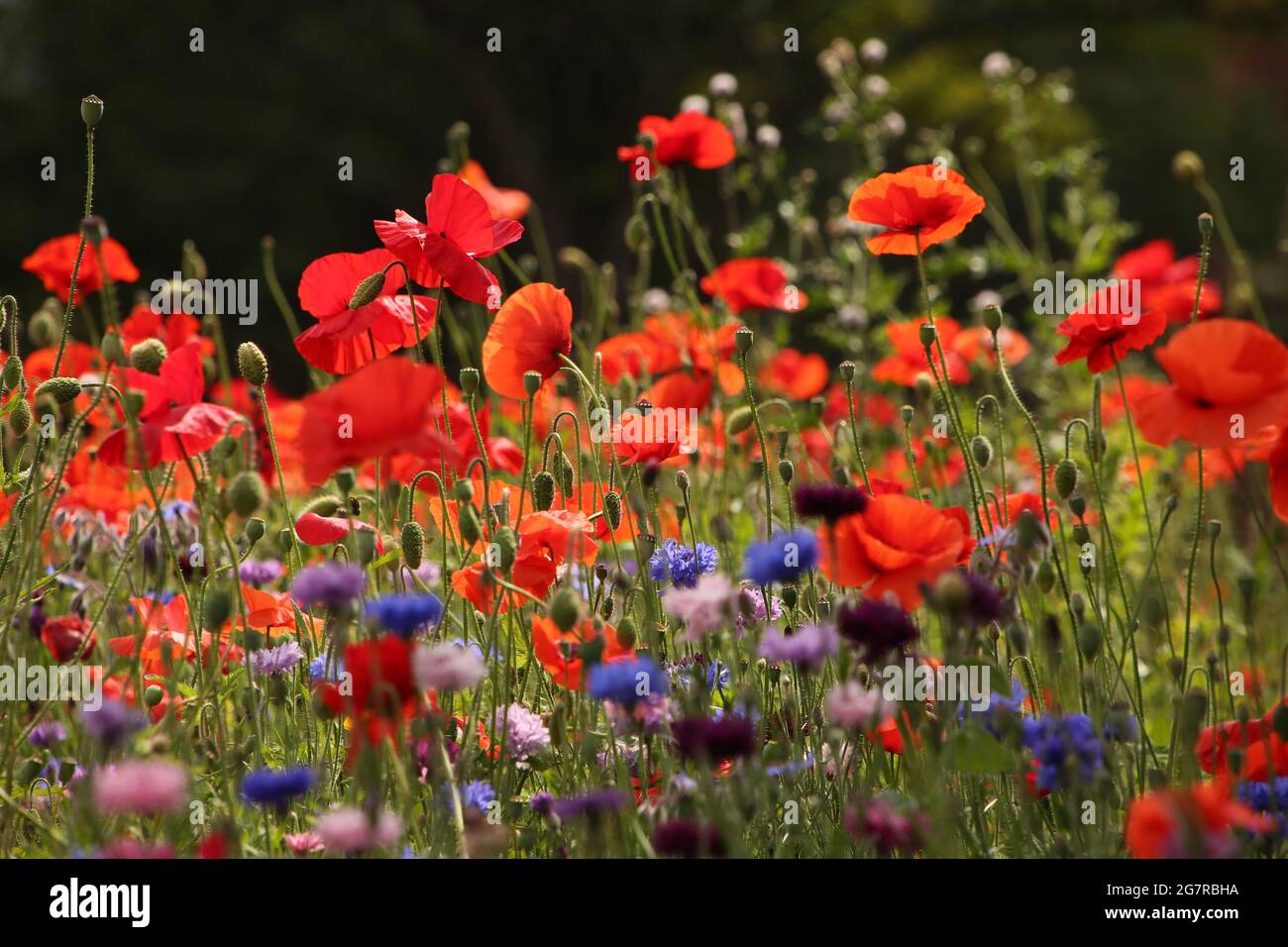 Close up of beautiful poppies and other wild flowers. Buds and flowers of spring. Natural green vegetation in the background. Stock Photo