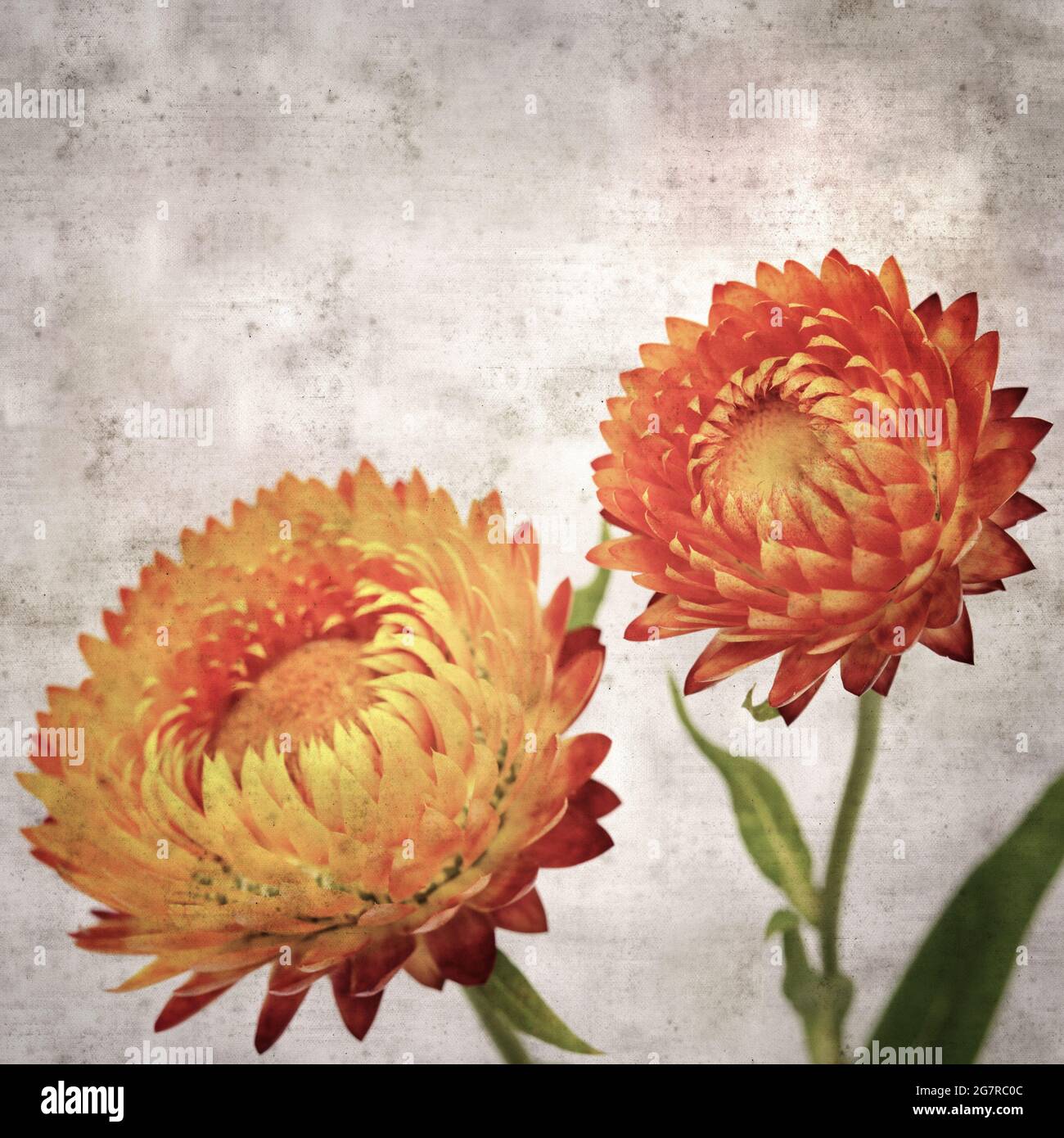 square stylish old textured paper background with flowers of Xerochrysum bracteatum,  golden everlasting or strawflower Stock Photo