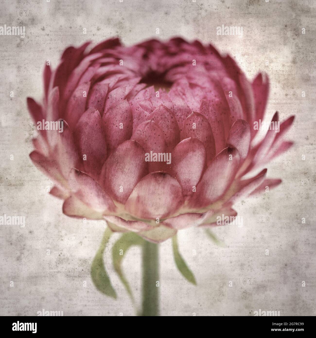 square stylish old textured paper background with flowers of Xerochrysum bracteatum,  golden everlasting or strawflower Stock Photo