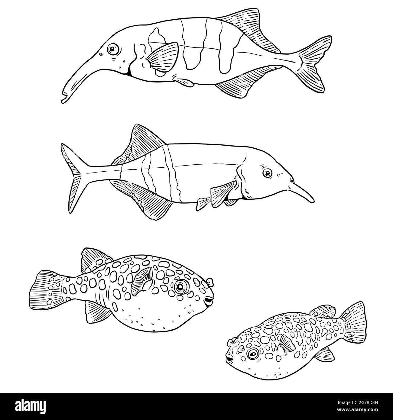 Aquarium with tetraodon and elephantnose fish for coloring. Colorful tropical fish templates. Coloring book for children and adults. Stock Photo