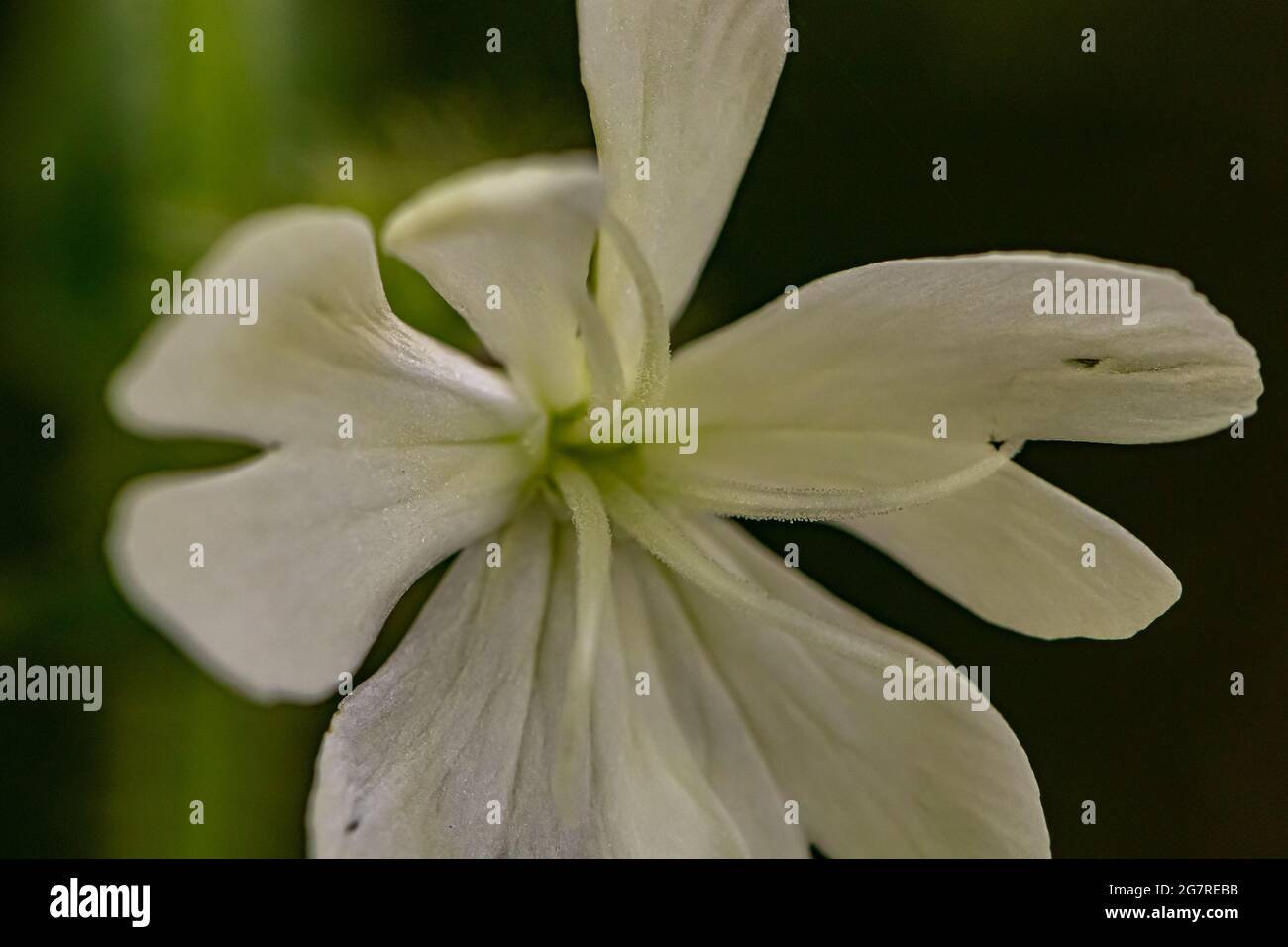 Silene latifolia growing in the forest, macro Stock Photo