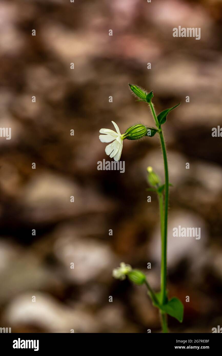 Silene latifolia growing in the forest, close up shoot Stock Photo
