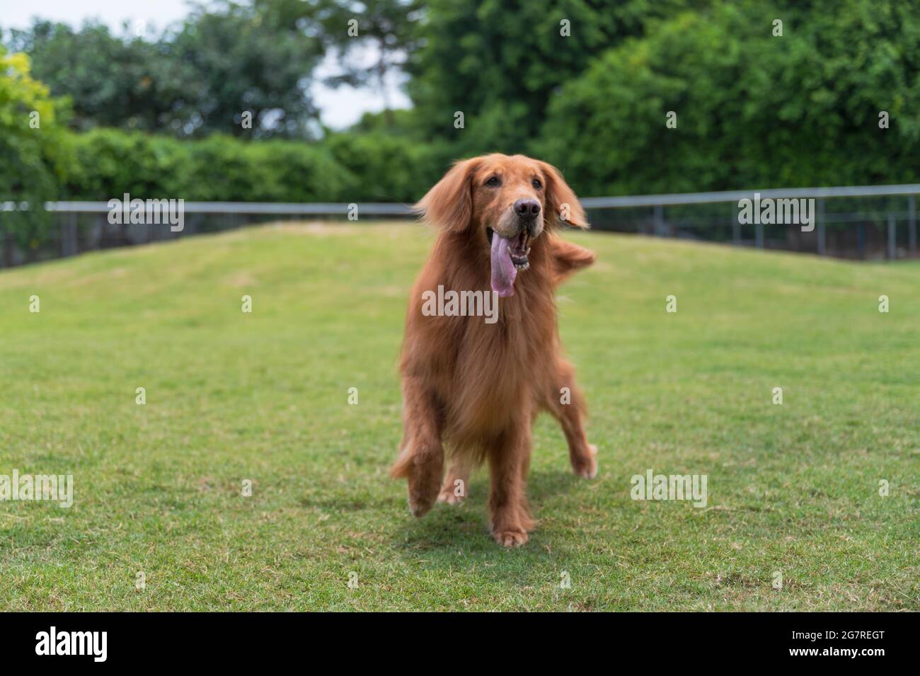 Golden Retriever playing in the grass Stock Photo - Alamy