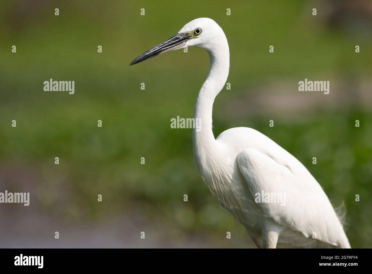 Side view of a Little Egret (Egretta garzetta) on wet land at low tide looking for fish to eat in Summer in Veneto, Italy Stock Photo