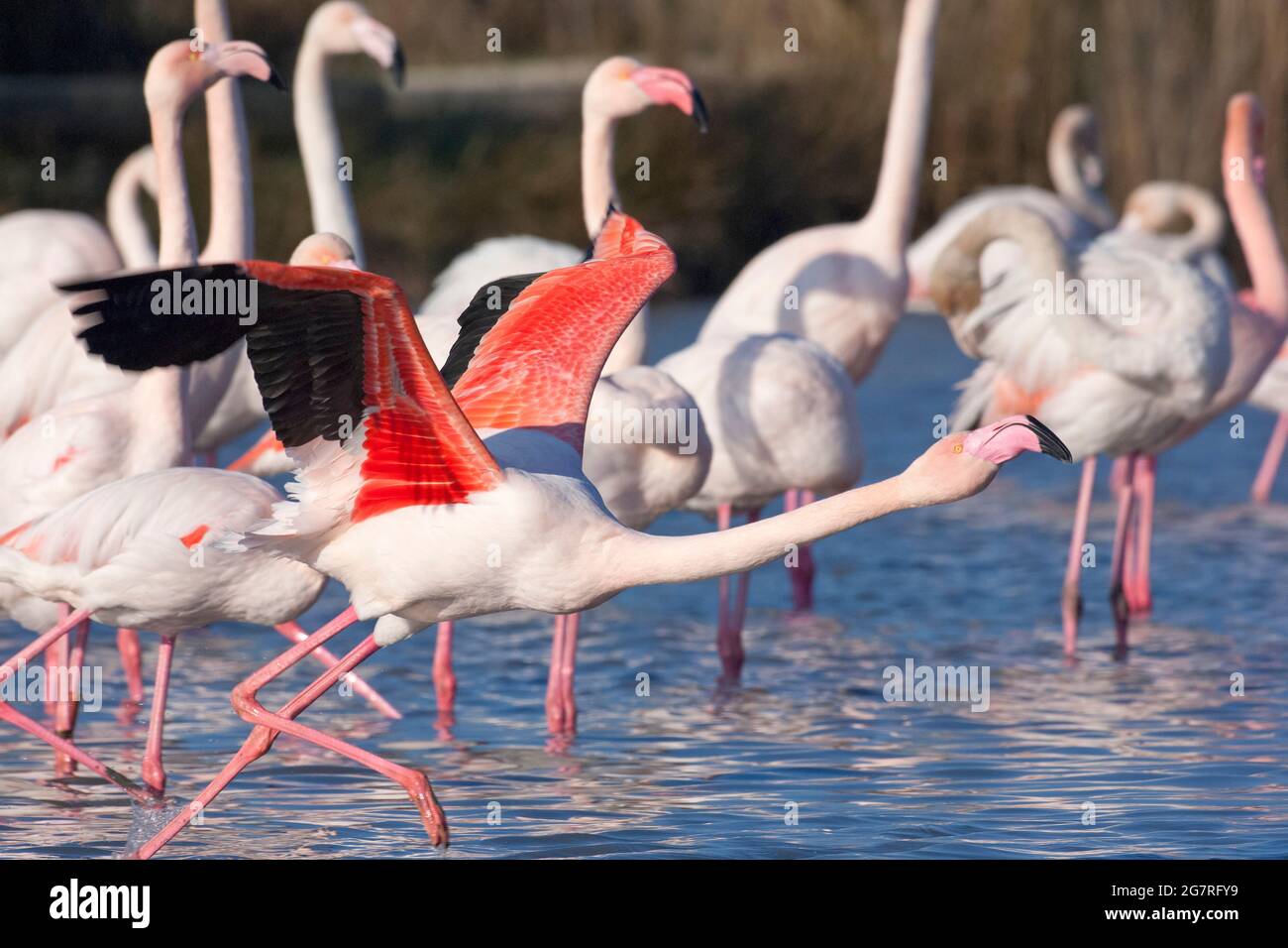 Greater Flamingos Phoenicopterus roseus, Vendicari, Sicily Stock Photo