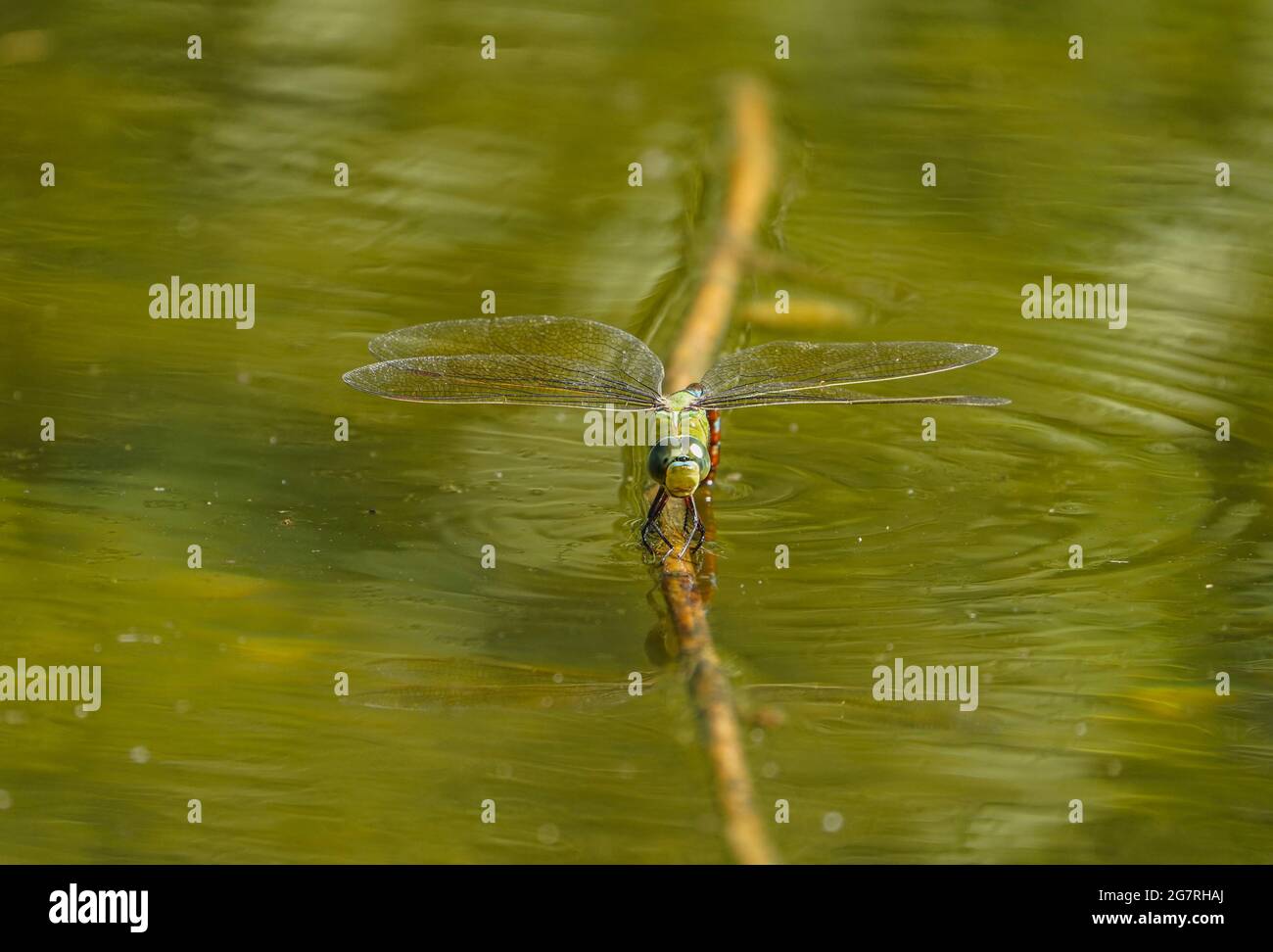 Emperor dragonfly, Anax imperator dragonfly, laying eggs in water. Andalusia, Spain. Stock Photo
