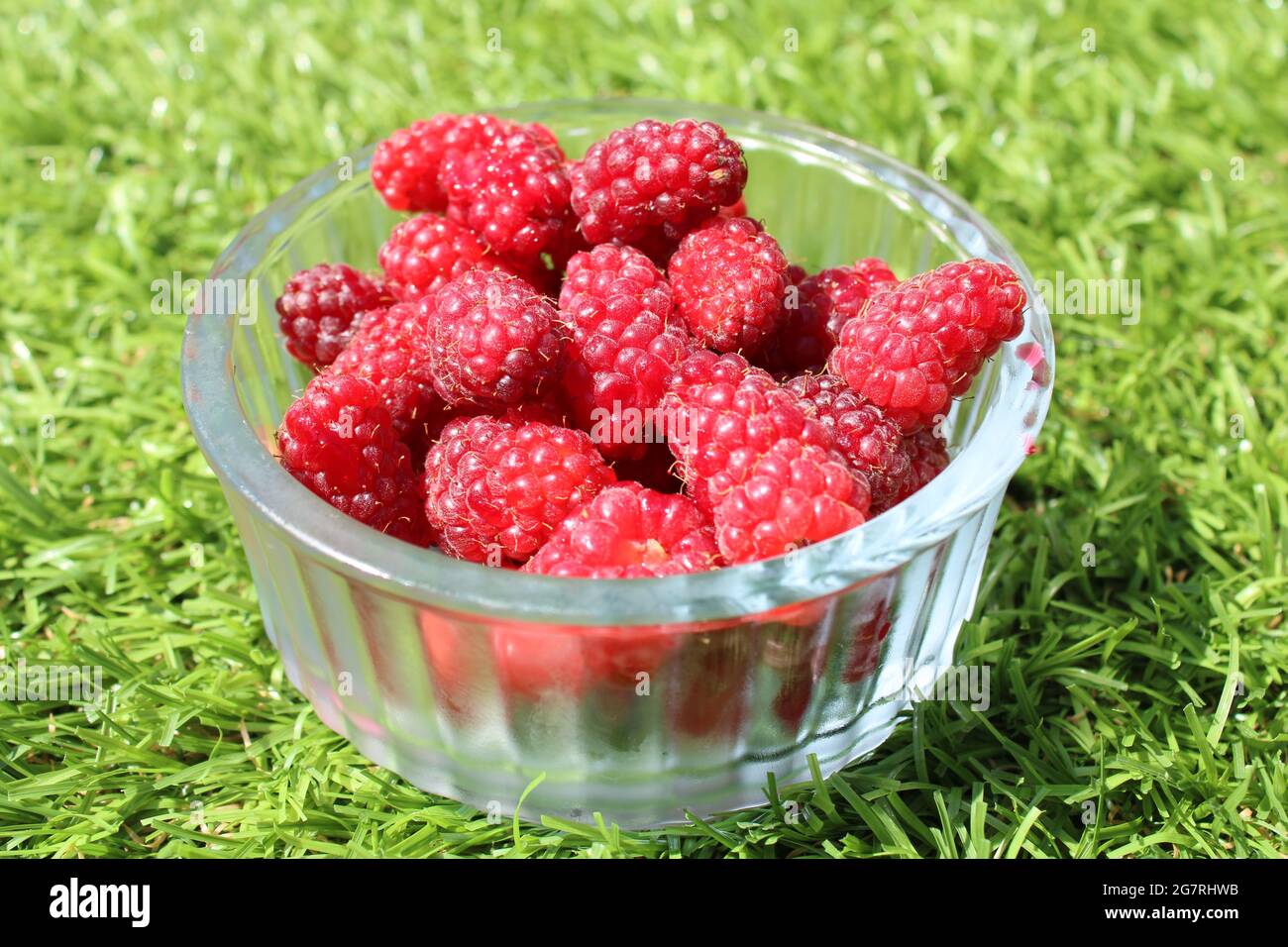 Freshly picked organic tayberries in a glass ramekin on a green background. Delicious healthy hybrid fruits concept Stock Photo