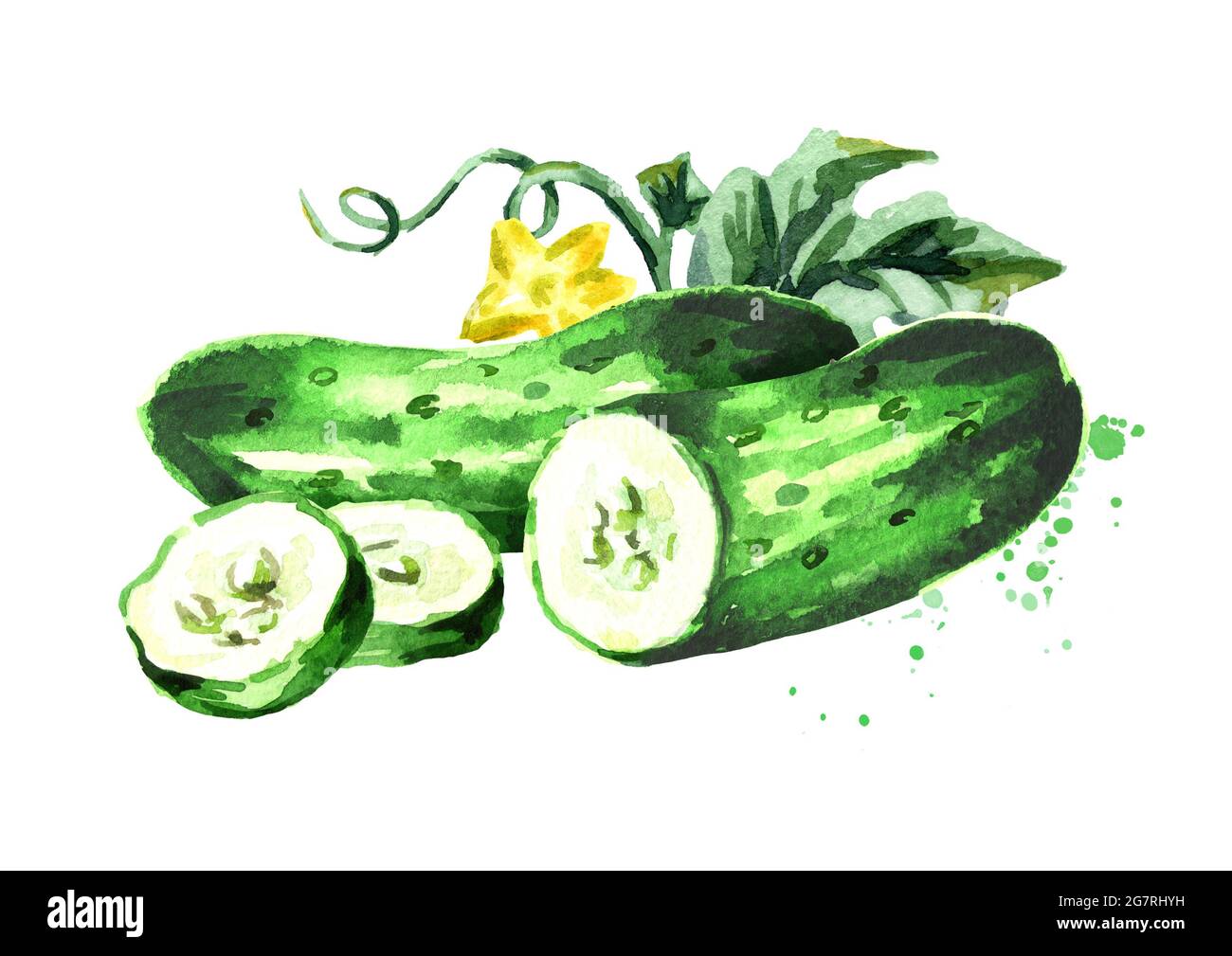 Cucumber composition. Watercolor hand drawn illustration, isolated on