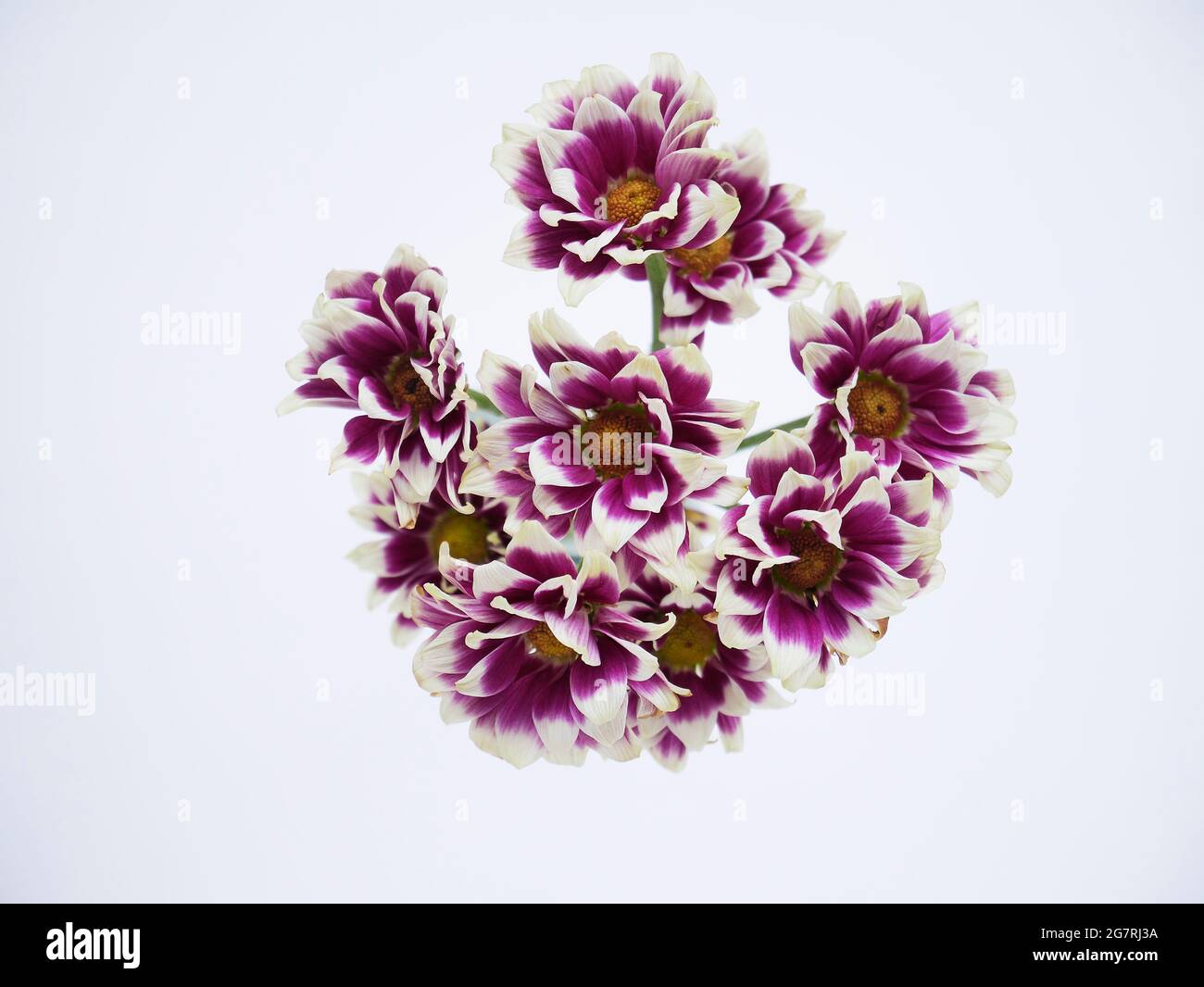 A STILL LIFE OF THE Indian chrysanthemum FLOWER Stock Photo Alamy