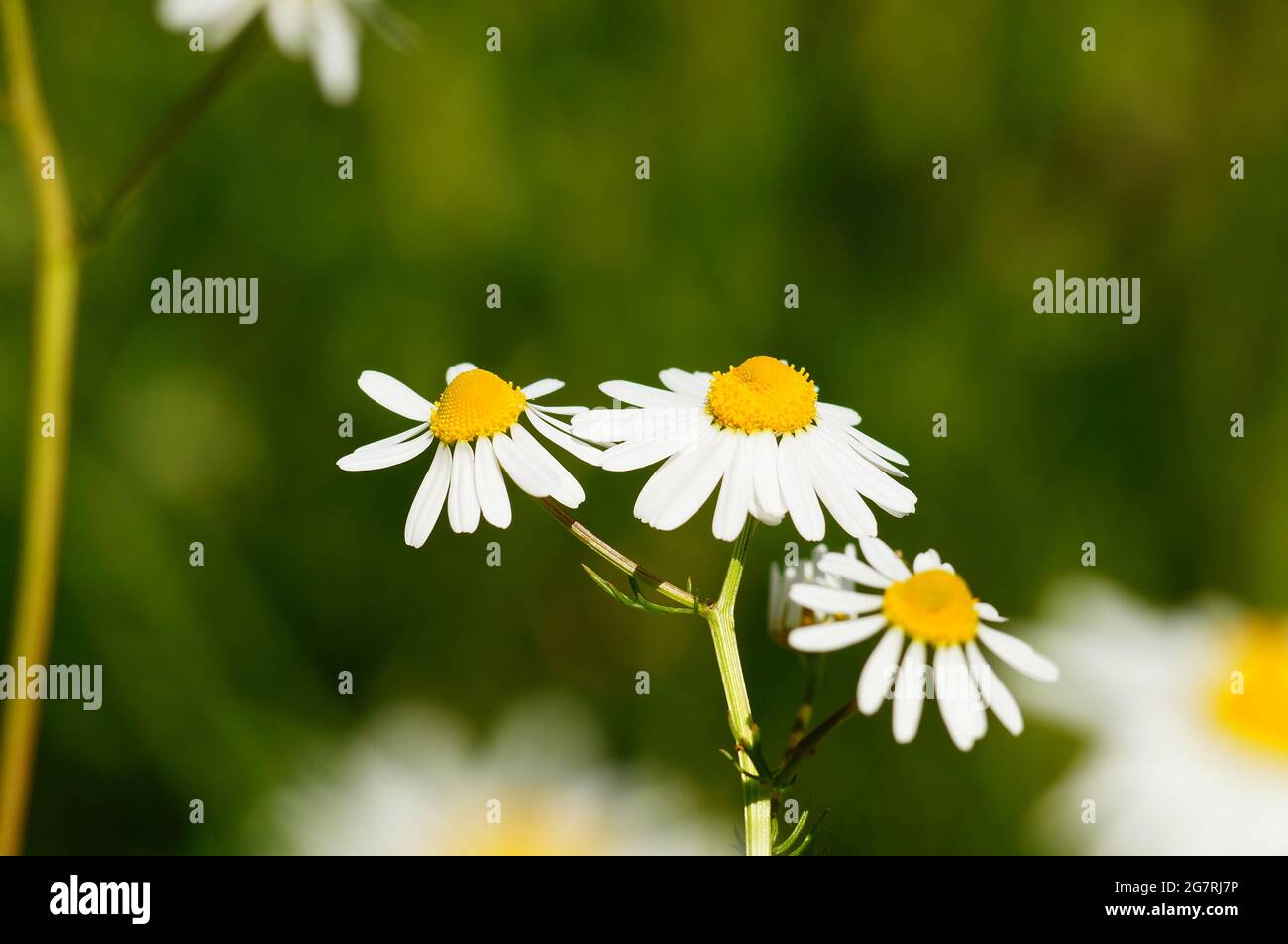 Flower of a mayweed on a fallow field Stock Photo