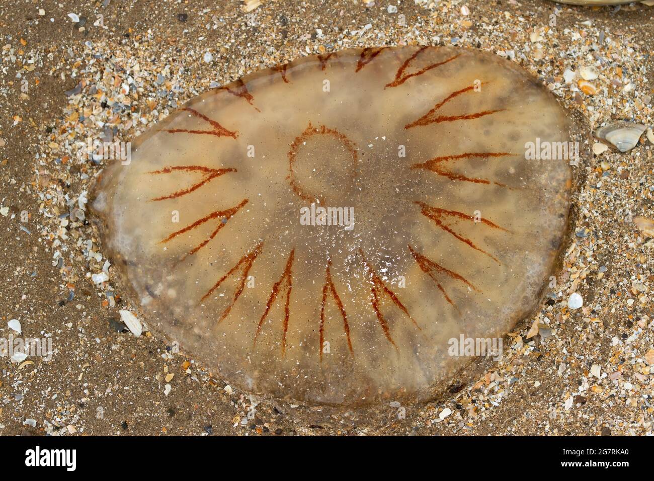 The Compass Jellyfish has distinctive V shaped markings and is a common visitor to inshore waters in the summer time. Their 24 stinging tentacles Stock Photo