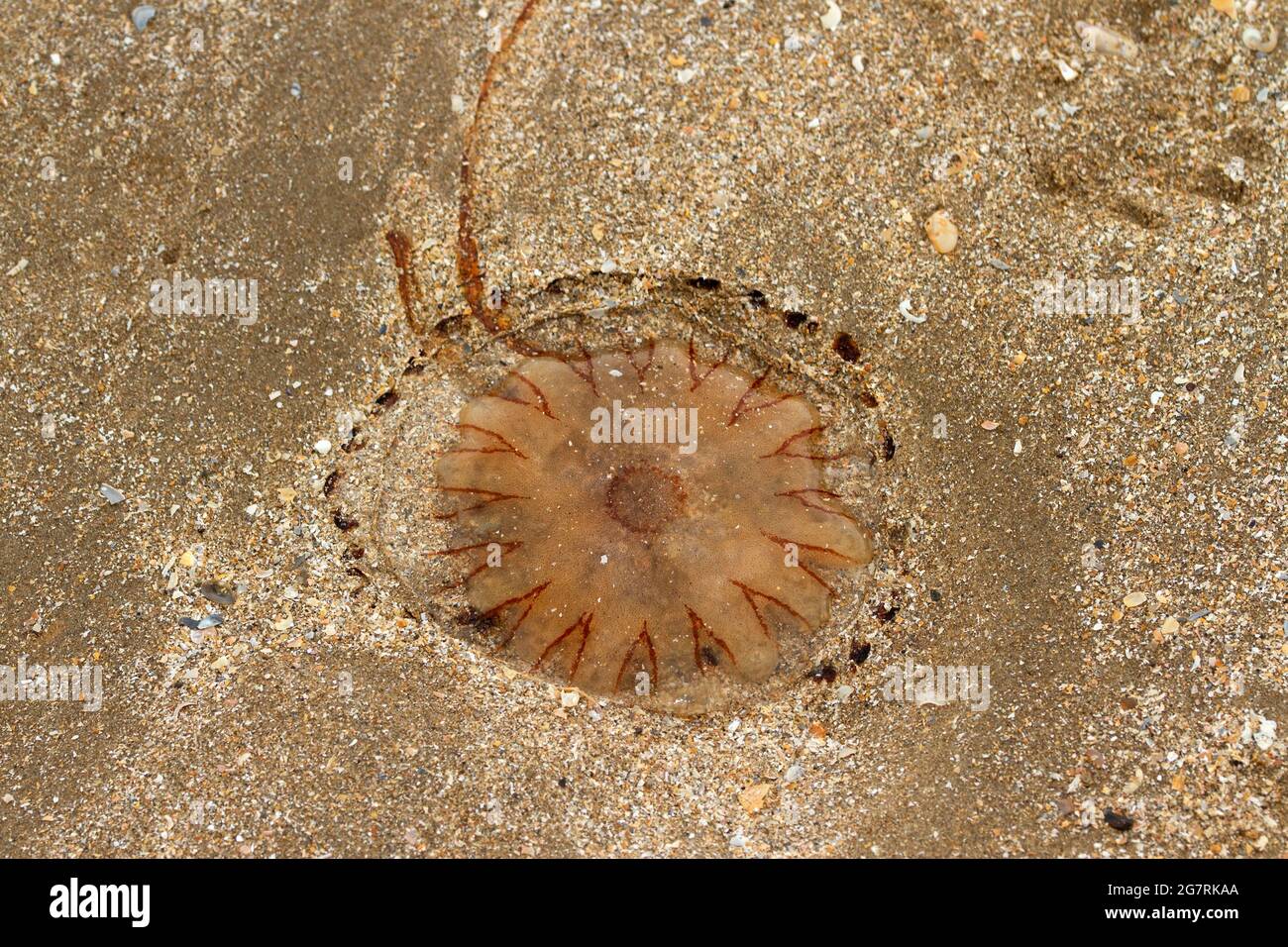 The Compass Jellyfish has distinctive V shaped markings and is a common visitor to inshore waters in the summer time. Their 24 stinging tentacles Stock Photo