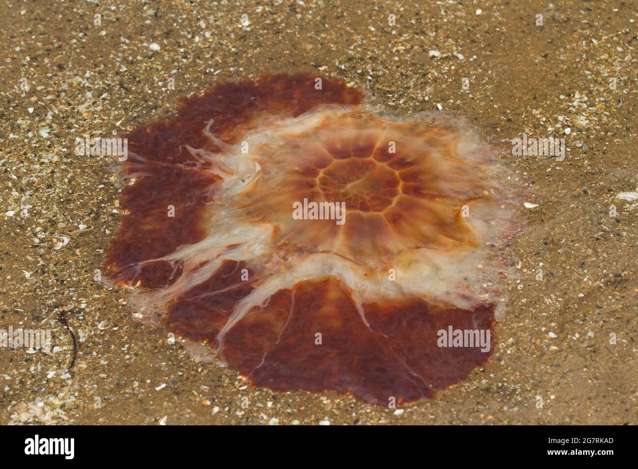 The Lion's Mane Jellyfish is one of the largest and armed with long powerful stinging tentacles over 30m long used to hunting fish and other jellyfish Stock Photo
