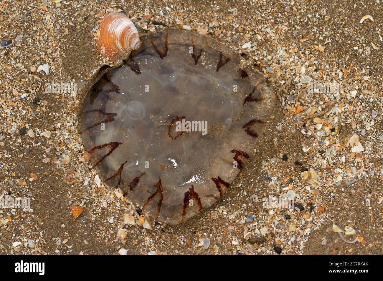 Jellyfish are one of the simplest forms of animal life and exhibit radial symmetry. Free swimming forms like this adult Compass Jellyfish are medusa Stock Photo