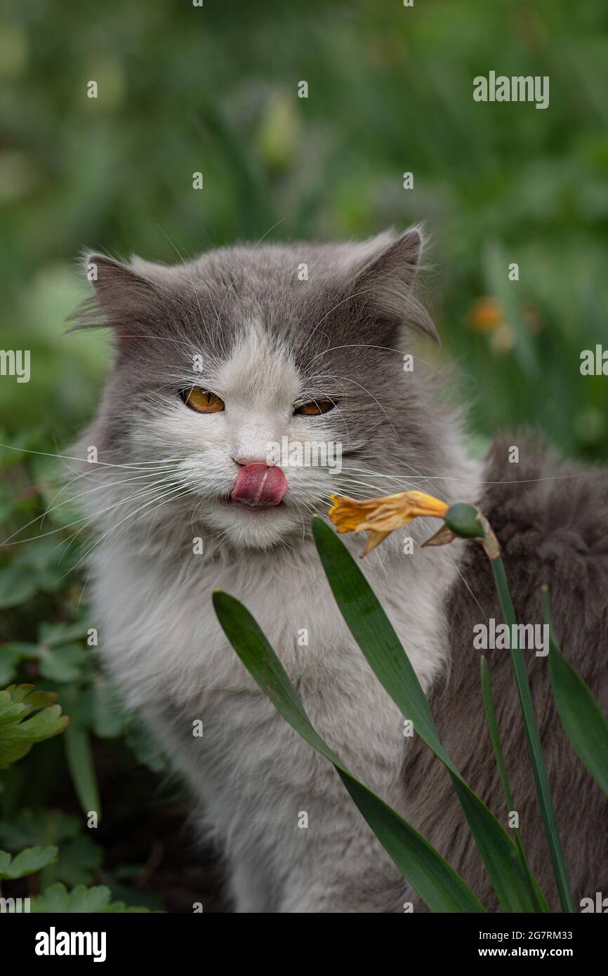 Kitten sits in blossoming flowers in a garden. Cat resting outdoors in ...
