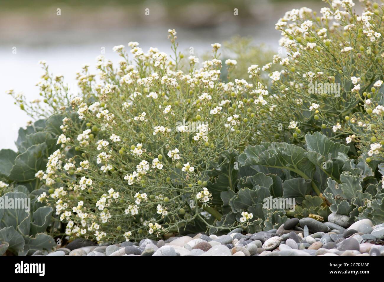 The Seakale, or Scurvygrass is a member of the wild cabbage family
