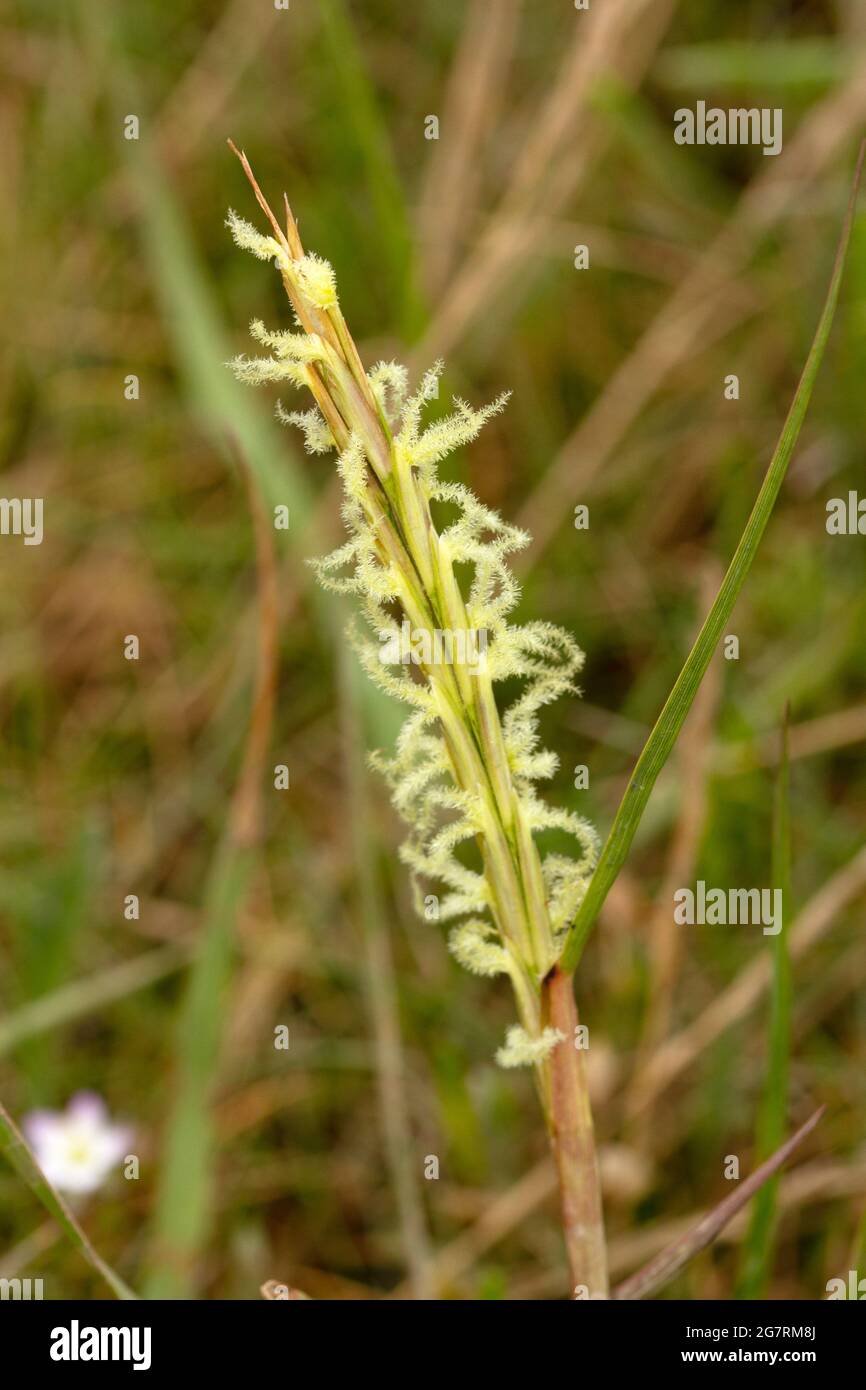 The distinctive spike-like panicles of Sweet Vernal Grass. this plant favours acidic soils and grows well on sand dunes. Also known as Hornwort Stock Photo