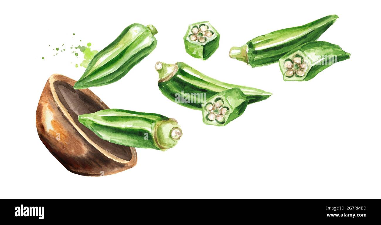 Bowl with Fresh okra. Hand drawn watercolor illustration, isolated on