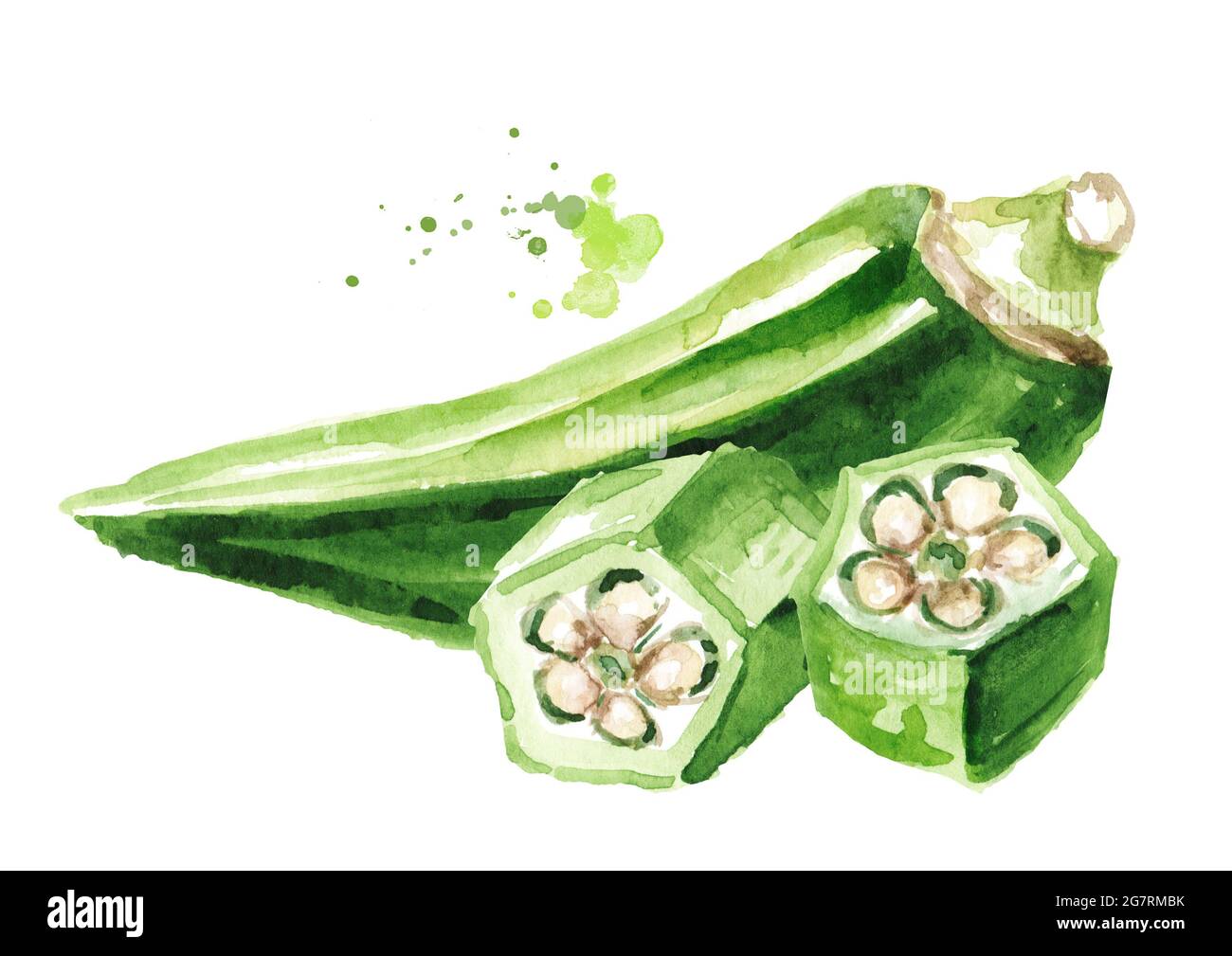 Fresh sliced okra. Hand drawn watercolor illustration isolated on white