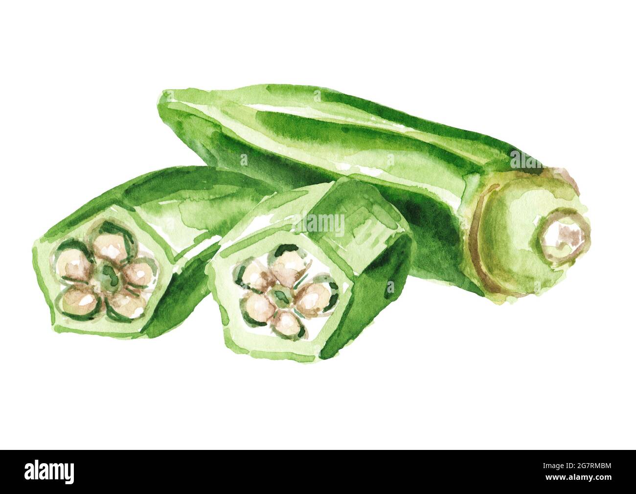 Sliced Fresh okra. Hand drawn watercolor illustration, isolated on