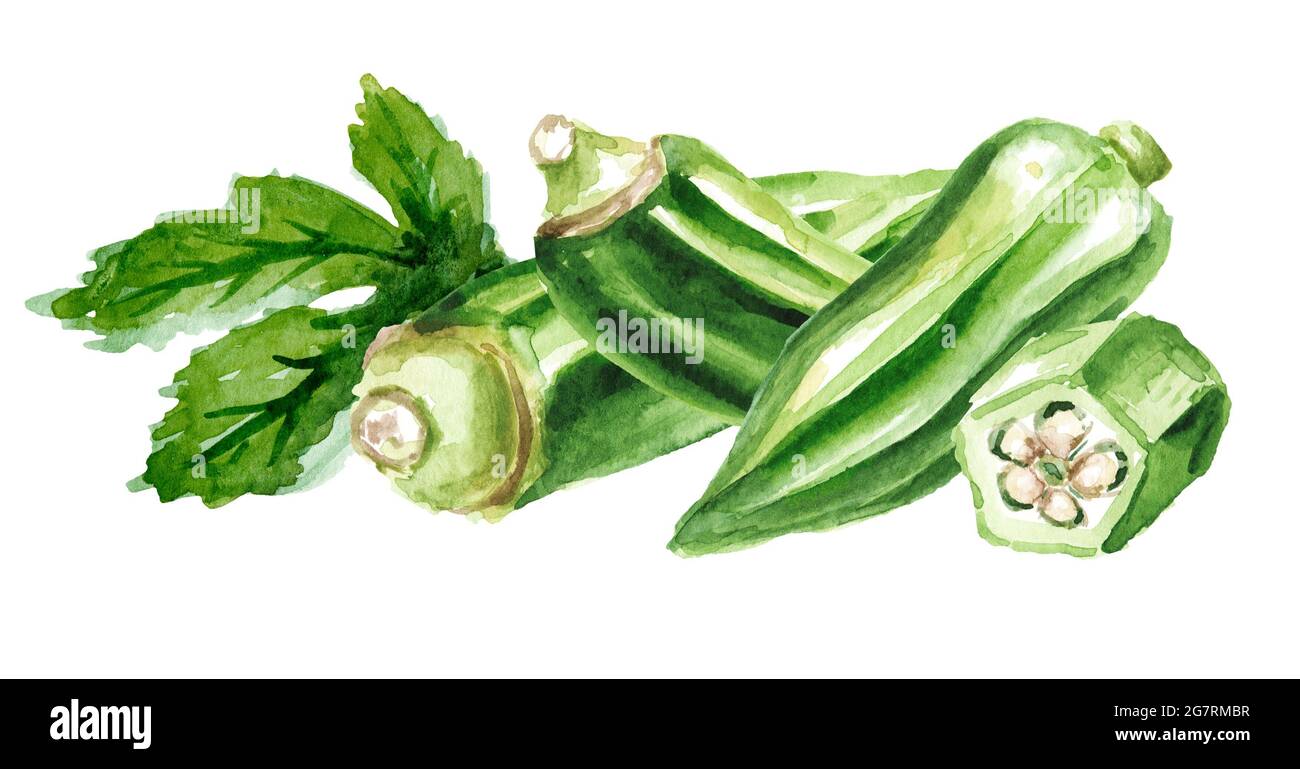 Fresh okra, whole and sliced, with leaf, Hand drawn watercolor
