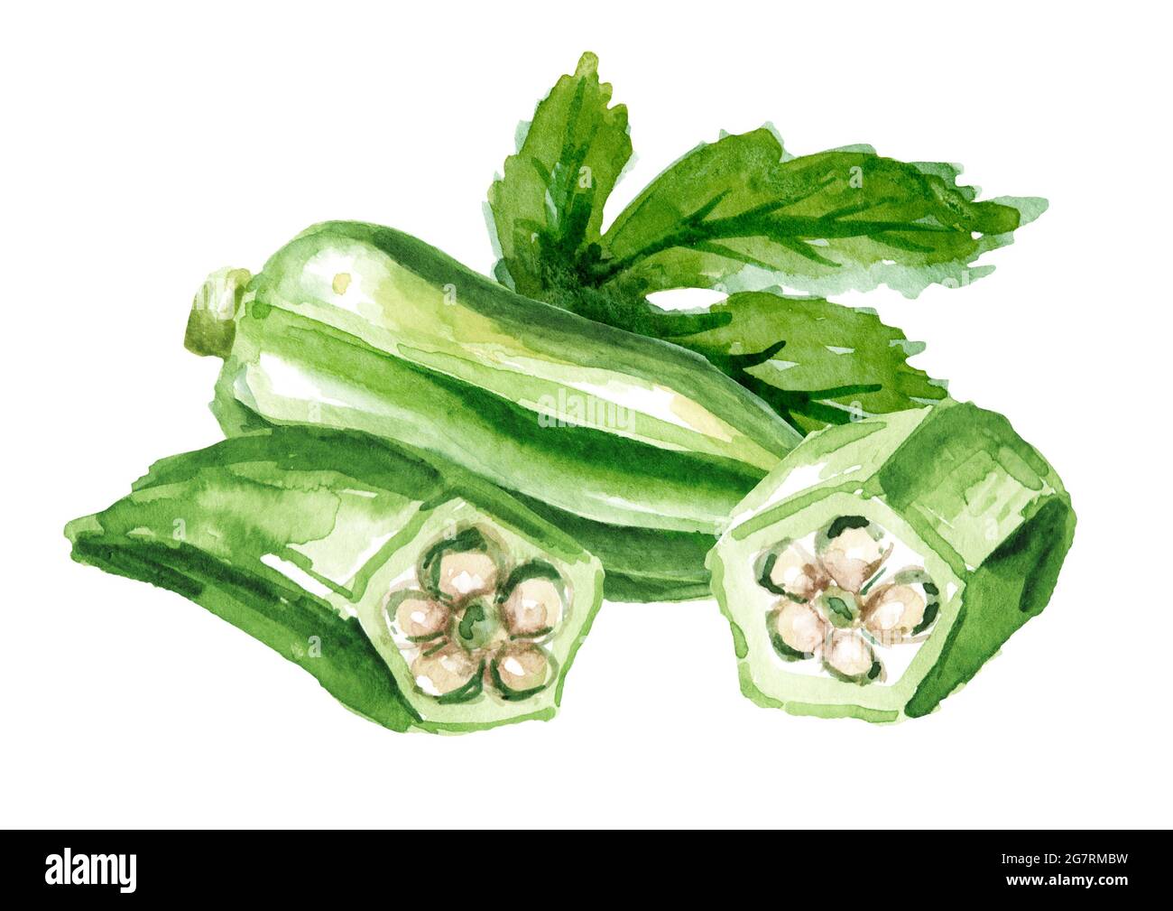 Fresh okra, whole and sliced, with leaf, Hand drawn watercolor
