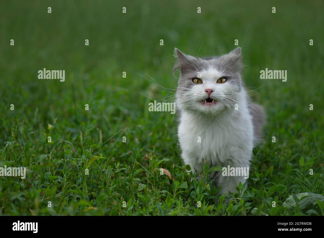 Green grass and cat. Adorable young cat is eating herb in the park on