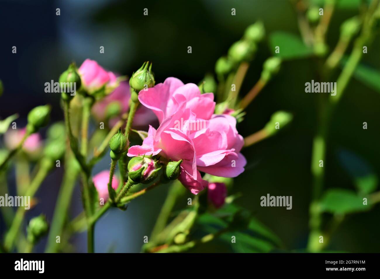 Close up of pink rose blossom on the bush Stock Photo