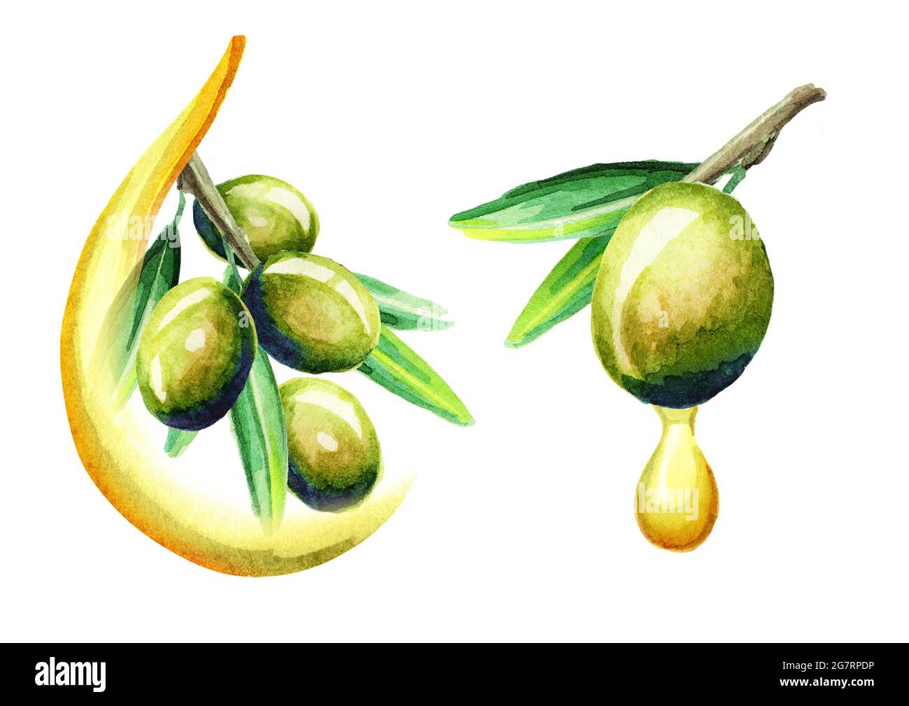 Watercolor greek olive oil hi-res stock photography and images - Alamy