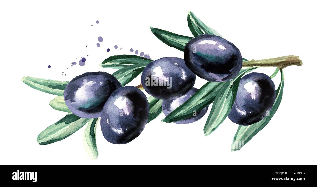 Branch with black olives. Watercolor hand drawn horizontal illustration ...