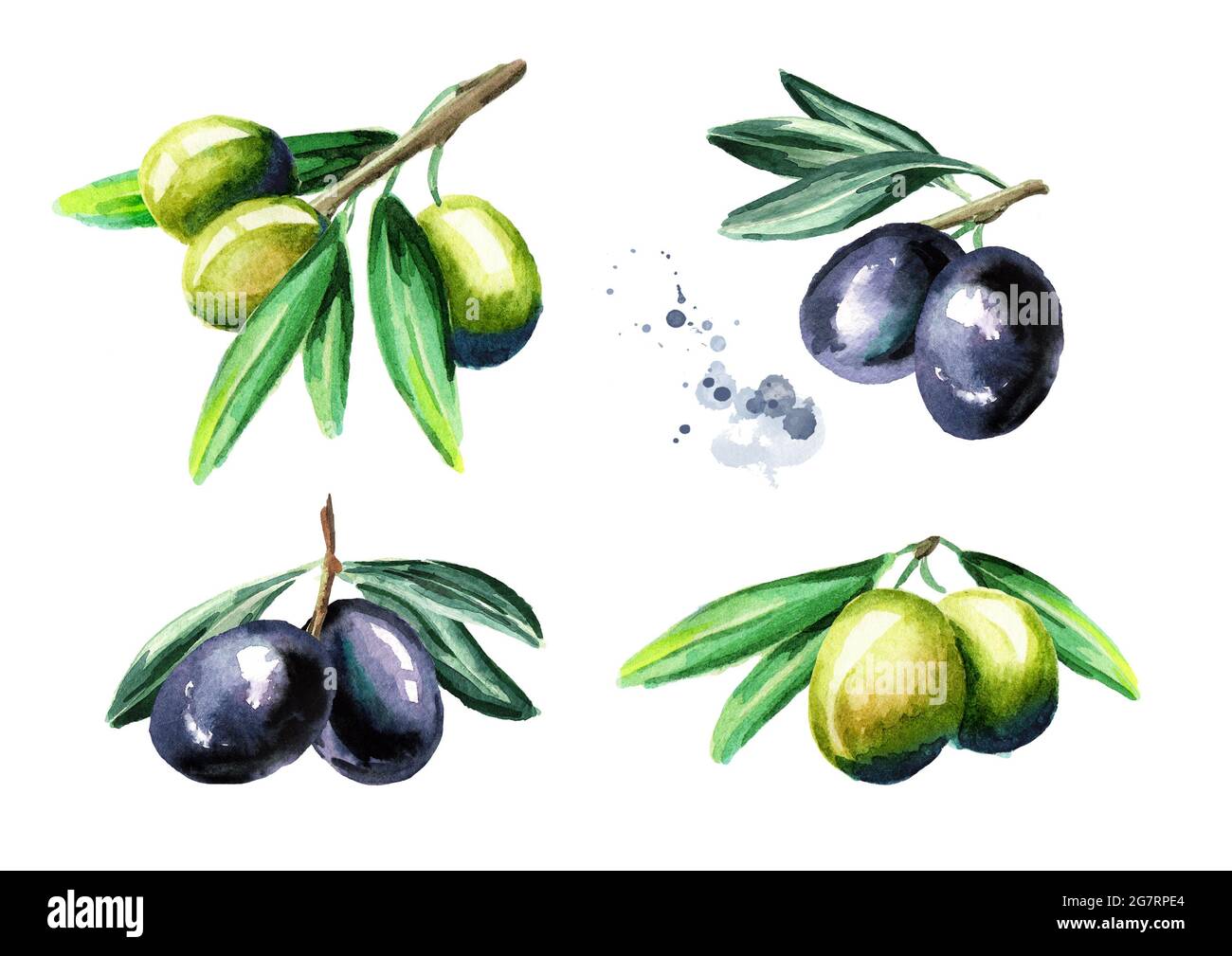 Black and green olives on the branch set, isolated on white background ...