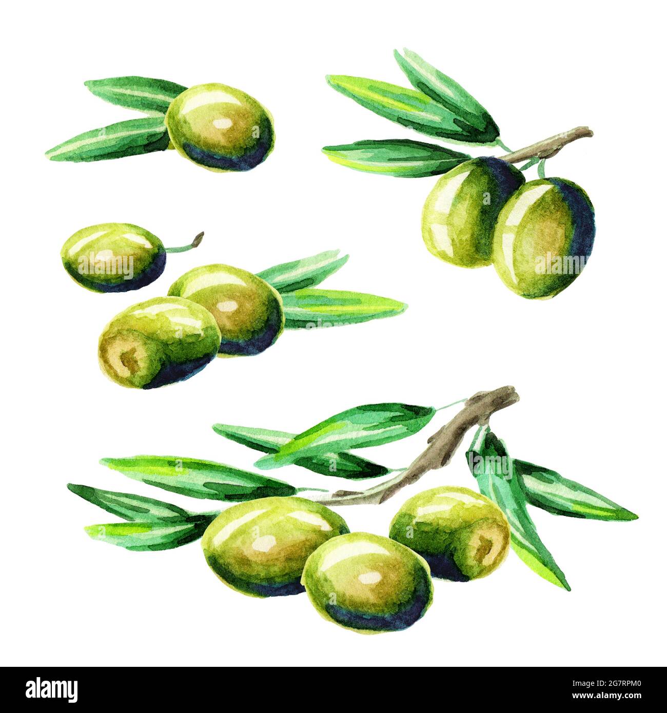 Olive set, watercolor Stock Photo - Alamy