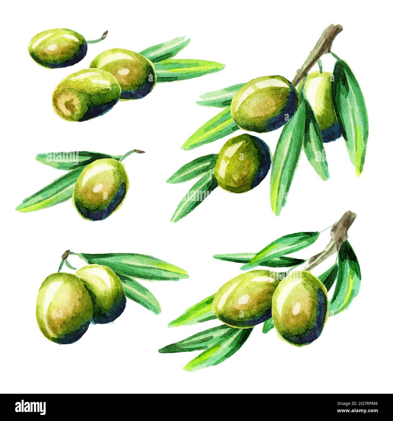 Olive set. Watercolor Stock Photo - Alamy