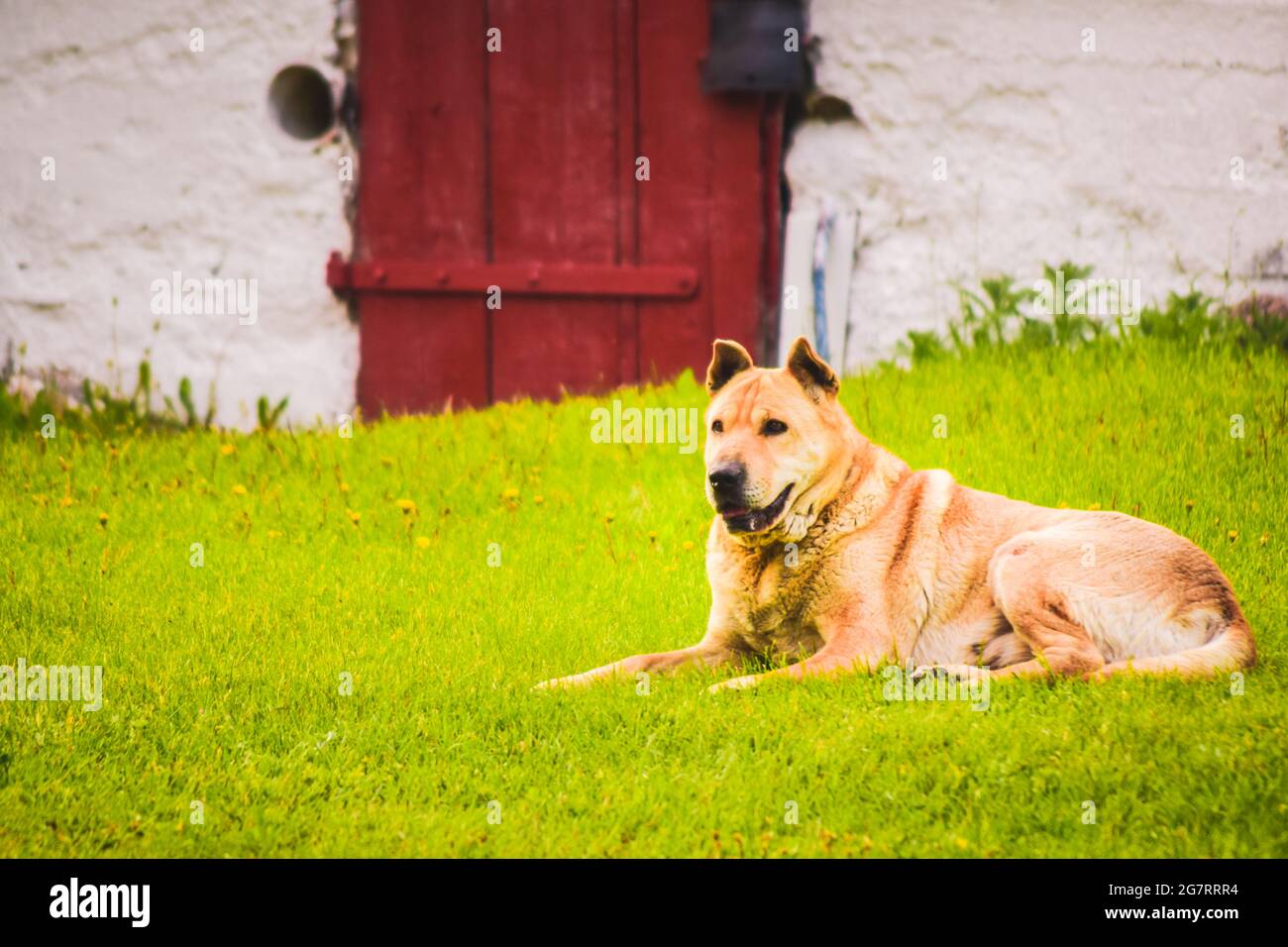 Cute lovely dog lay on ground grassy ground in green countryside Lithuanian Stock Photo