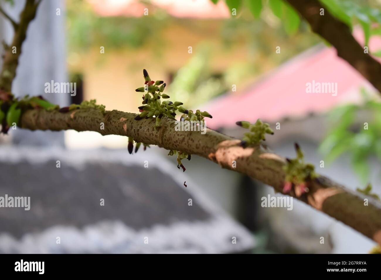 New shoots of Bilimbi tree. Stock Photo