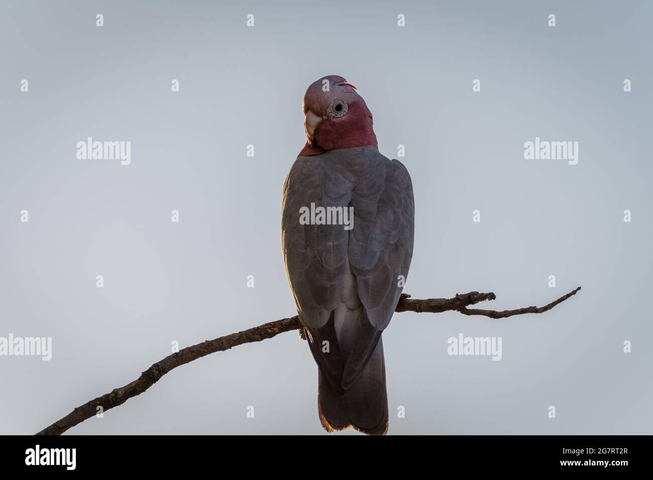 A single rose-breasted cockatoo or Galah perched high on a dead tree branch in outback Western Australia. Stock Photo